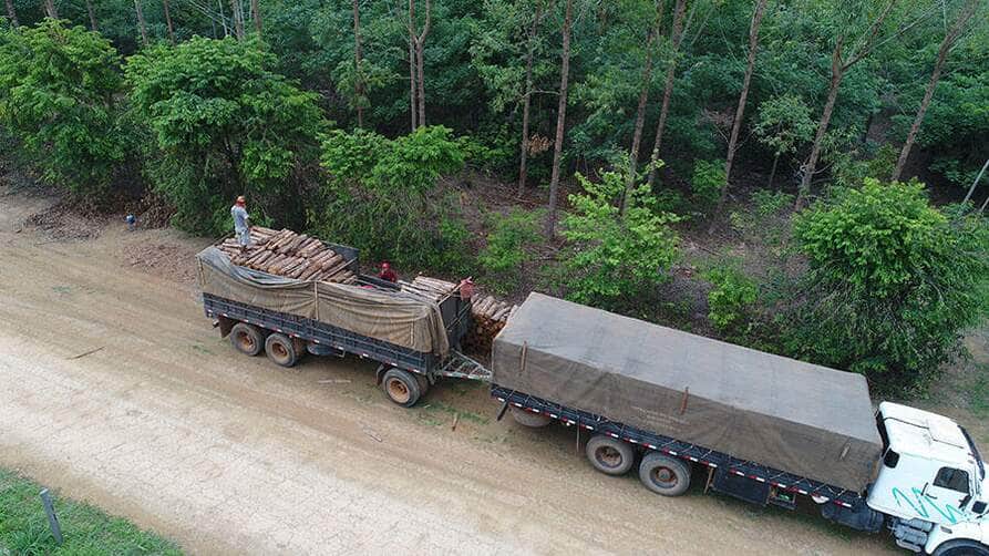 Reflorestamento com mudas cobre solo acima da meta em MT, mas diversidade ainda é baixa 92 250617 RecomposicaoFlorestal Gabriel Faria retirada de toras de eucalipto plantado em um dos tratamentos com plantio de mudas