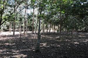 Reflorestamento com mudas cobre solo acima da meta em MT, mas diversidade ainda é baixa 93 250617 RecomposicaoFlorestal Gabriel Faria sub bosque ainda com poucos individuos regenerantes