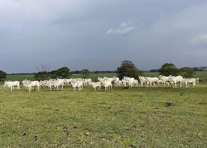 Estudo revela caminhos para aumentar a produtividade da pecuária sem abrir novas áreas 77 250624 LacunasRendimento GIsele Rosso gado no pasto