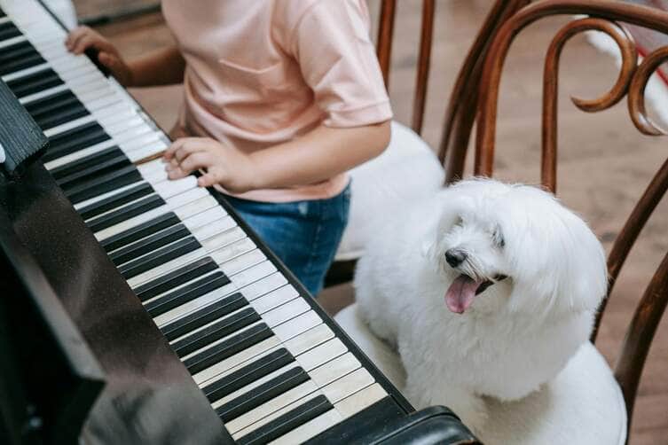 A musica certa pode mudar a vida do seu pet Pexels 1