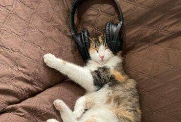 A musica certa pode mudar a vida do seu pet Pexels 2