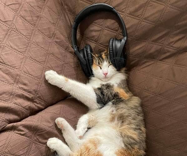 A musica certa pode mudar a vida do seu pet Pexels 2