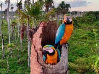 Com cores vibrantes e voos sincronizados, casal de araras-canindé vira sensação ao ser filmado cuidando dos filhotes no topo de uma palmeira no coração do Pantanal. Um espetáculo natural que une afeto, beleza e liberdade.