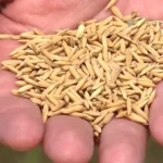 ARROZ 08 1024x576 1