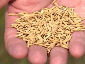ARROZ 08 1024x576 1