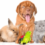 Animais