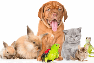 Animais