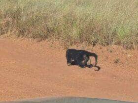 Registro raro mostra um bugio sozinho atravessando um campo limpo no coração do Cerrado, comportamento inusitado para uma espécie extremamente social