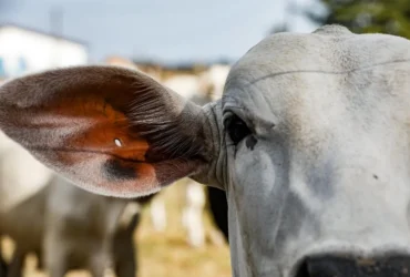 Campanha de atualização termina terça e multa pode chegar a R$ 6,7 mil