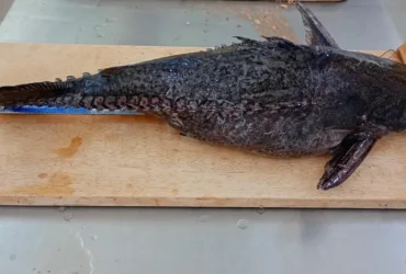 Cepesca regulamenta descaracterização do peixe abotoado para pescadores profissionais