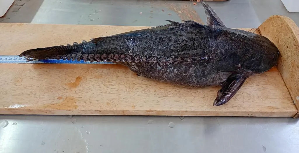Cepesca regulamenta descaracterização do peixe abotoado para pescadores profissionais