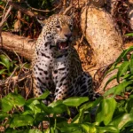 Pantanal ganha campanha global com a National Geographic para turismo de safári