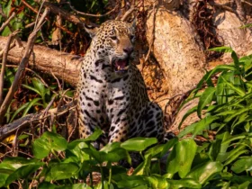 Pantanal ganha campanha global com a National Geographic para turismo de safári