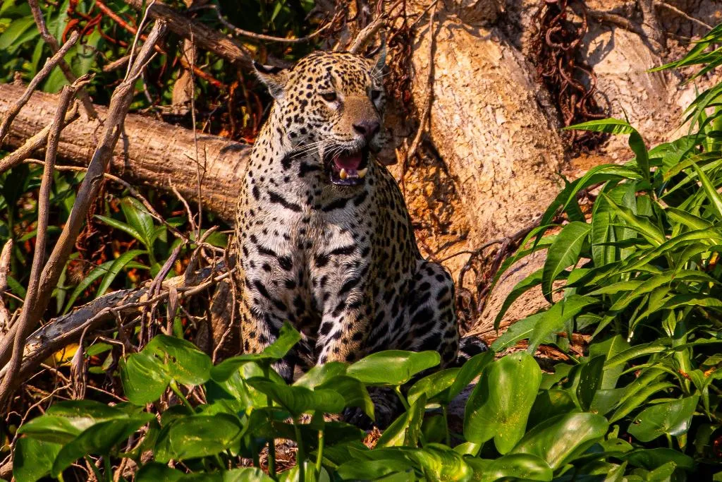 Pantanal ganha campanha global com a National Geographic para turismo de safári