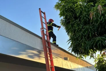 Ataque de abelhas mobiliza bombeiros em Nova Mutum