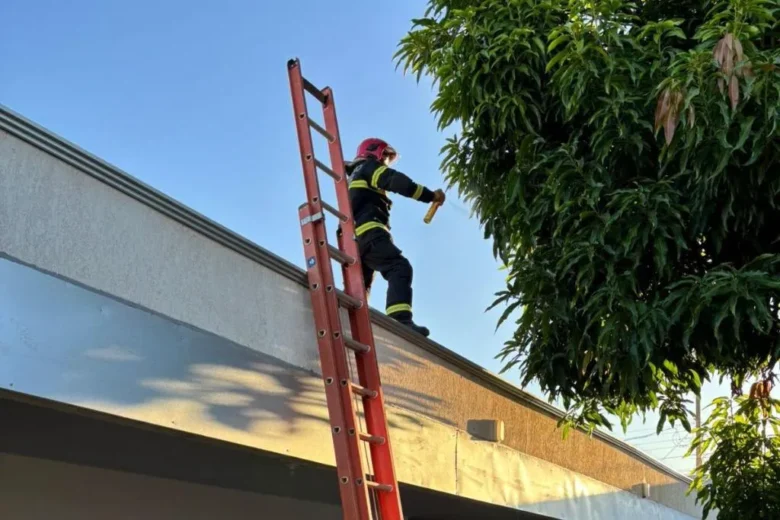 Ataque de abelhas mobiliza bombeiros em Nova Mutum