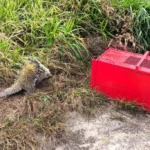 Porco-espinho invade residência e mobiliza Corpo de Bombeiros em Primavera do Leste