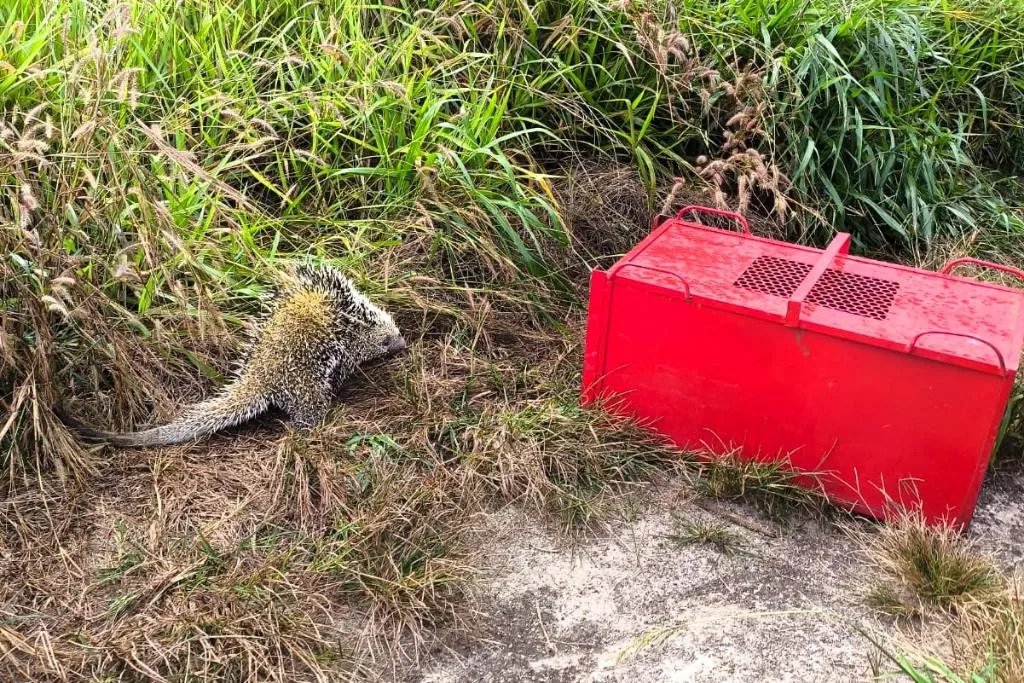 Porco-espinho invade residência e mobiliza Corpo de Bombeiros em Primavera do Leste