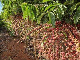 Distribuicao de mudas e fomento as novas tecnologias impulsionam a agricultura familiar em Mato Grosso