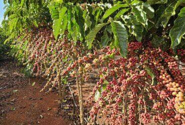 Distribuicao de mudas e fomento as novas tecnologias impulsionam a agricultura familiar em Mato Grosso