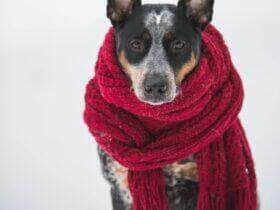 Capricórnio vibra com o frio, astral gelado e foco estratégico