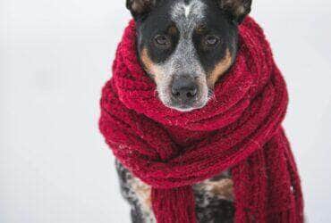 Frio intenso aumenta riscos para caes e gatos no Brasil Pexels 2