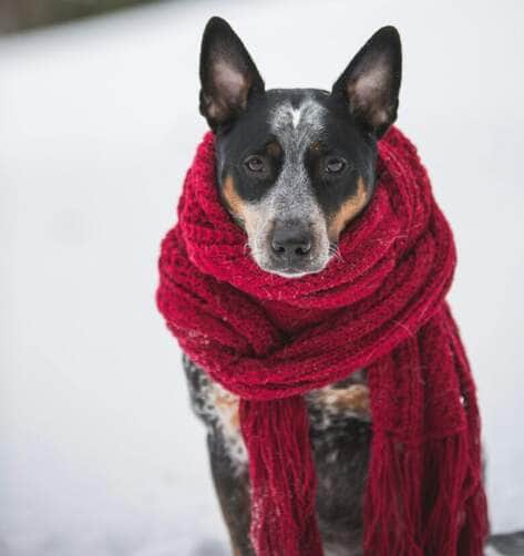 Capricórnio vibra com o frio, astral gelado e foco estratégico