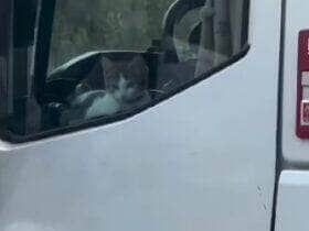 Vídeo encantador mostra o gato acompanhando o tutor na boleia e aproveitando a paisagem da rodovia como um verdadeiro copiloto de quatro patas