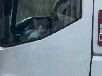 Vídeo encantador mostra o gato acompanhando o tutor na boleia e aproveitando a paisagem da rodovia como um verdadeiro copiloto de quatro patas