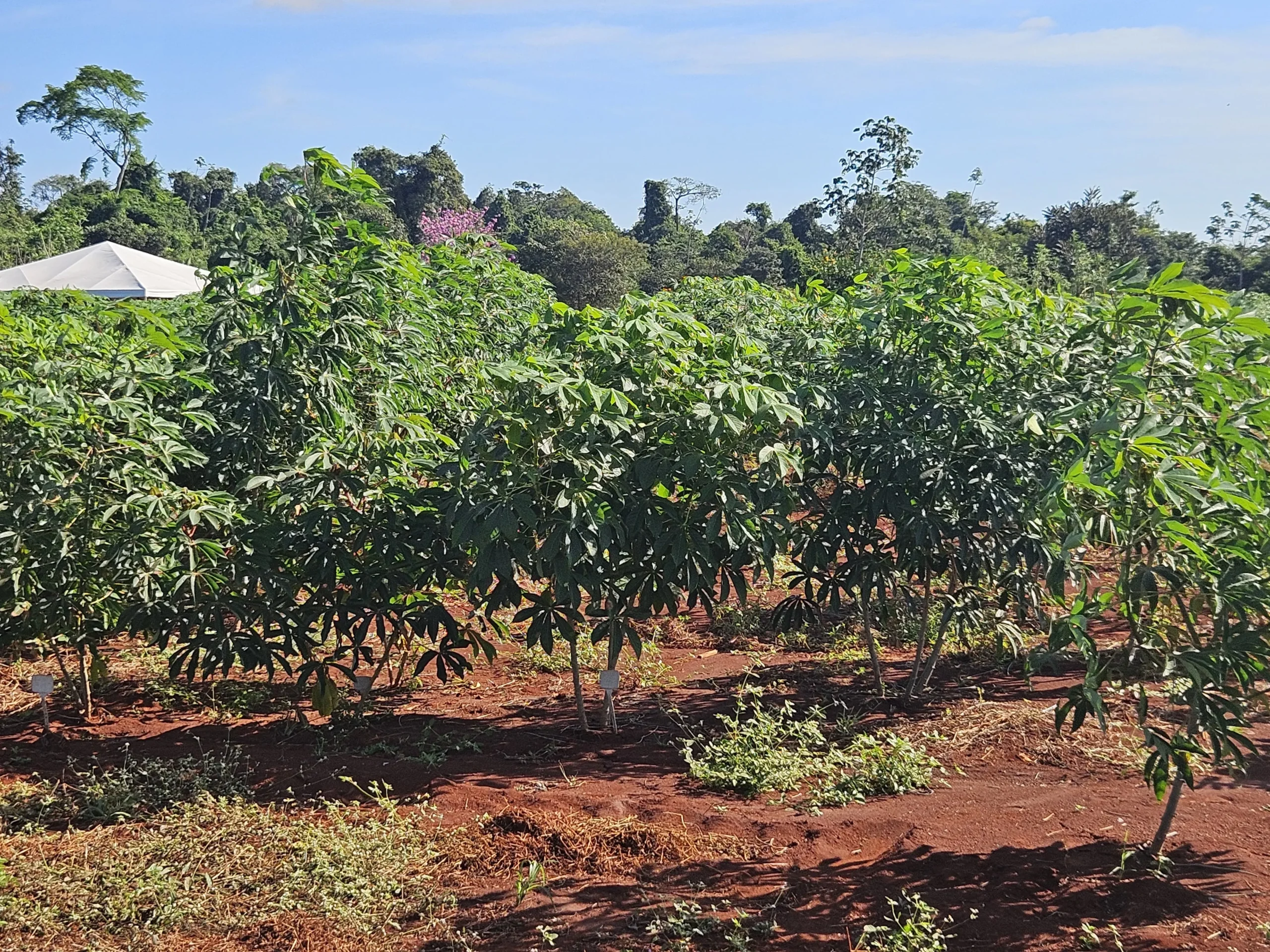 Governo investe em pesquisa de mandioca para fortalecer agricultura familiar