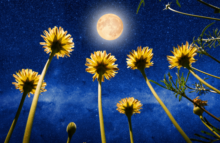 Horóscopo da lua
