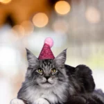Um gato usando chapéu