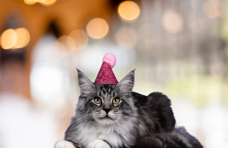 Um gato usando chapéu