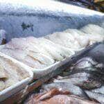 IFMT e Prefeitura de Sorriso abrem inscricoes de curso para mulheres no beneficiamento de pescado