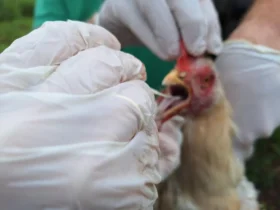 Indea intensifica ações após confirmação de gripe aviária em Campinápolis