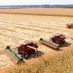 Produtividade do milho em Mato Grosso atinge recorde histórico em 2025