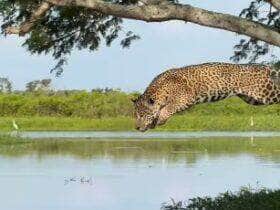 Registro impressionante feito por biólogo mostra o momento exato em que a onça-pintada tenta capturar um jacaré com um salto de tirar o fôlego — mas a caçada termina diferente do esperado