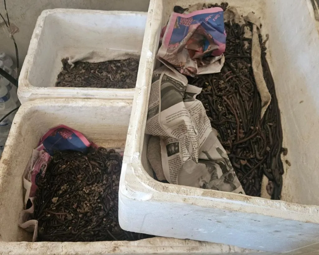 Operação ambiental apreende 2,8 mil iscas vivas em fiscalização