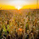 Agro de Mato Grosso