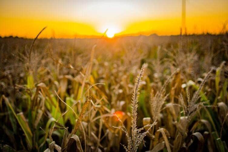 Agro de Mato Grosso