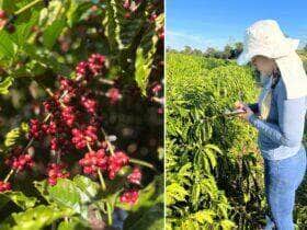 Pesquisa em Mato Grosso busca clones de alto potencial para cafes especiais