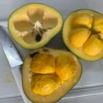 Óleo de pequi mostra potencial na cicatrização da pele, apontam pesquisadores