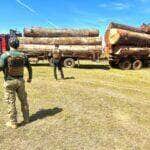 Policia apreende caminhoes de madeira ilegal e desvenda tatica criminosa em Mato Grosso