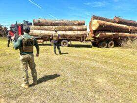 Policia apreende caminhoes de madeira ilegal e desvenda tatica criminosa em Mato Grosso