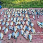 Polícia prende motorista com 112 peixes irregulares em Cuiabá
