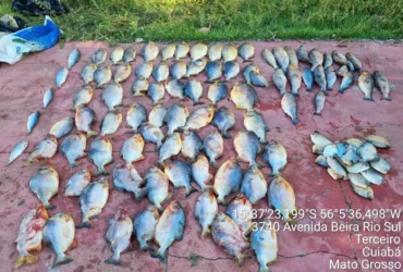 Polícia prende motorista com 112 peixes irregulares em Cuiabá