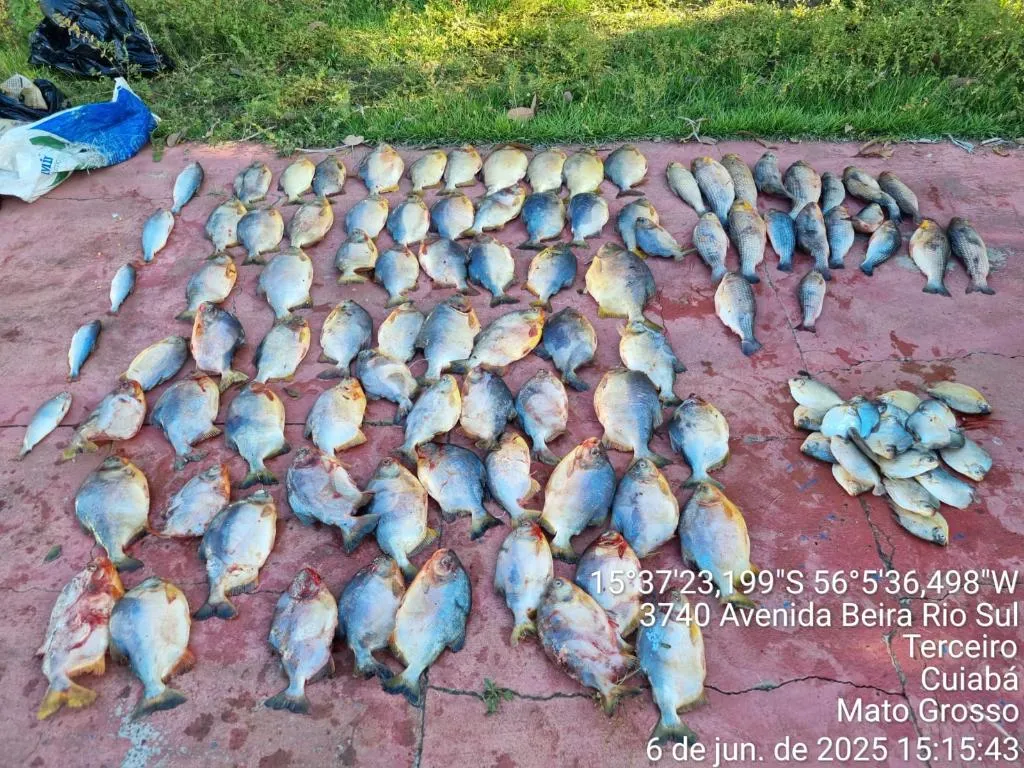 Polícia prende motorista com 112 peixes irregulares em Cuiabá