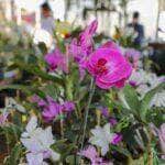 Populacao aderem e 5 mil pessoas prestigiam 1° Festival de Flores e Plantas de Varzea Grande