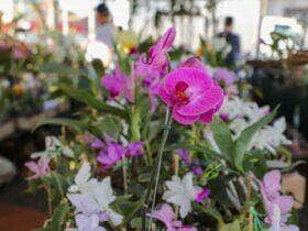 Populacao aderem e 5 mil pessoas prestigiam 1° Festival de Flores e Plantas de Varzea Grande