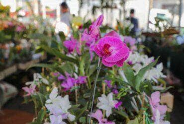 Populacao aderem e 5 mil pessoas prestigiam 1° Festival de Flores e Plantas de Varzea Grande